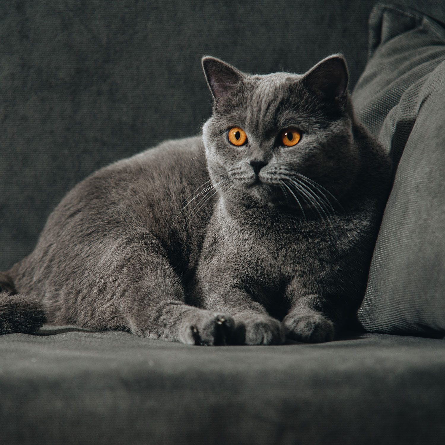 blue-grey-cat-breed-sbscats-britishshorthairs-feature.jpg