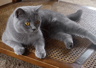 blue-lying-side-sbscats-feature.png