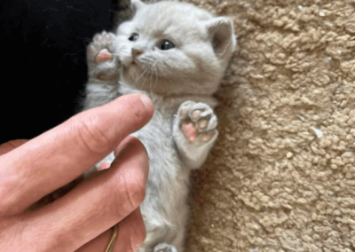 lilac-cat-2-sbscats-britishshorthairs-testimonial.png