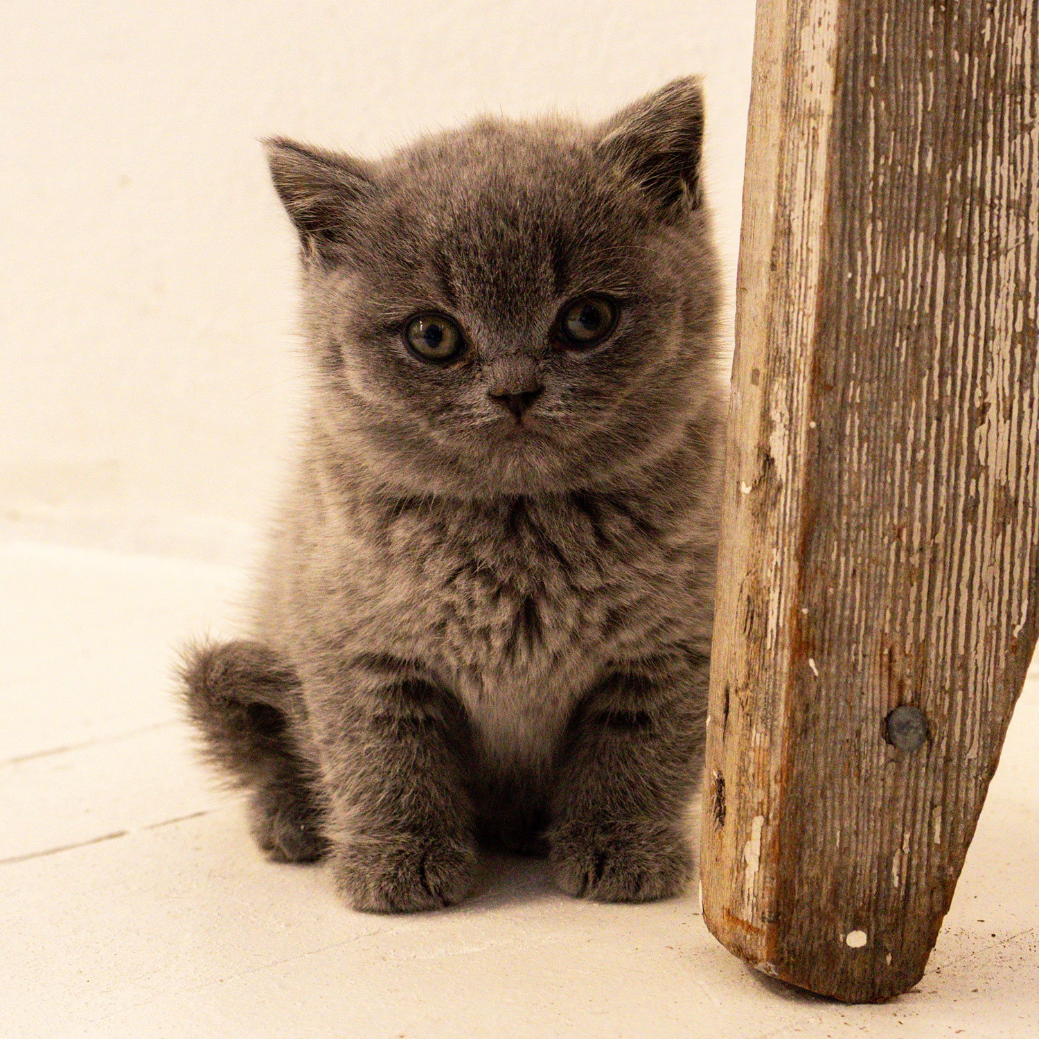 brown-cat-breed-sbscats-britishshorthairs-block