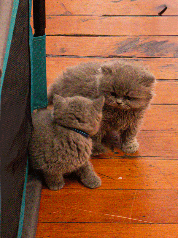 brown-shorthair-cat-breed-sbscats-britishshorthairs-feature